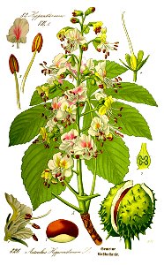 Illustration Aesculus hippocastanum0 clean