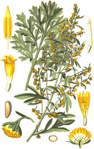 Illustration Artemisia absinthium0 clean