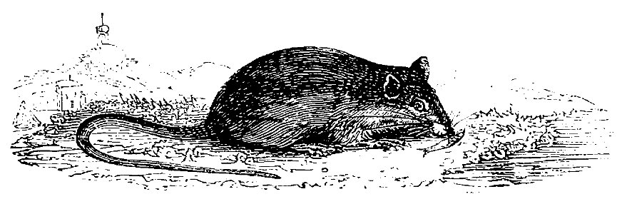 Ill dict infernal p0587-571 rat