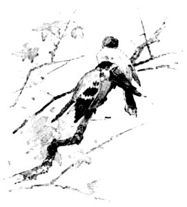 Illustration - Printemps Parfumé - page 37