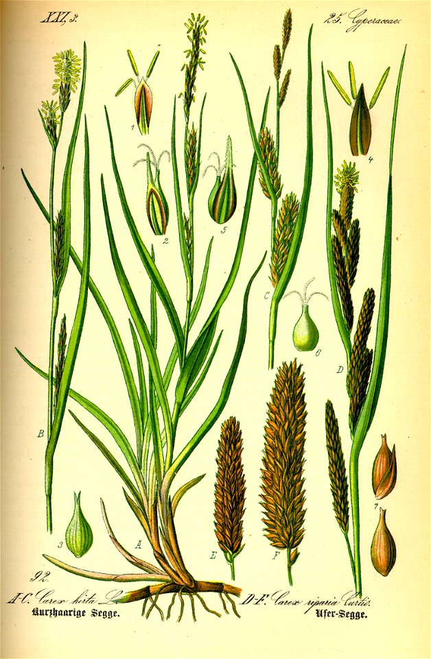 Illustration Carex riparia0