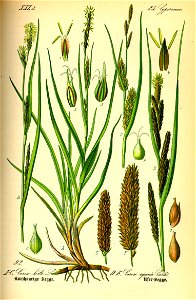 Illustration Carex riparia0
