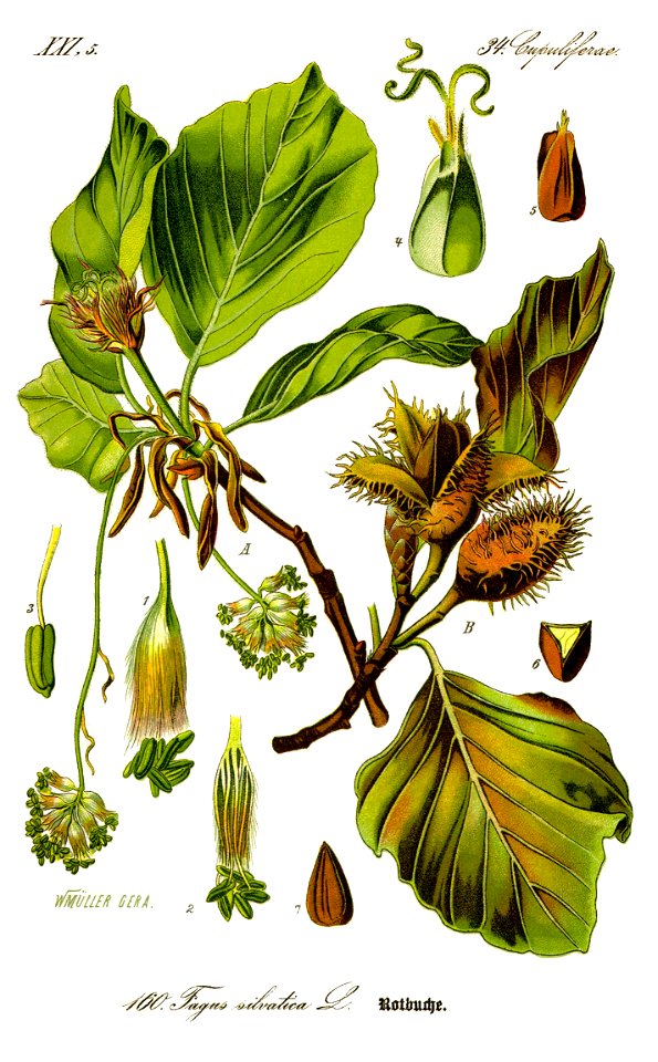 Illustration Fagus sylvatica0 clean