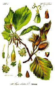 Illustration Fagus sylvatica0 clean