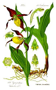 Illustration Cypripedium calceolus0 clean