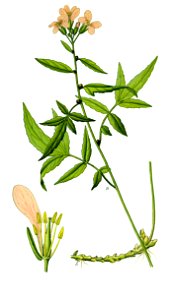 Illustration Cardamine = Dentaria bulbifera1