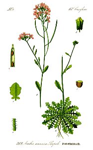 Illustration Cardaminopsis arenosa0 - clean