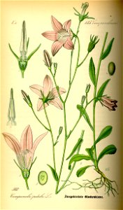 Illustration Campanula patula0