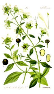 Illustration Cucubalus baccifer0 - clean