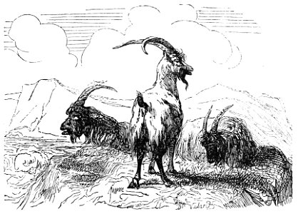 Ill dict infernal p0129-112 bouc