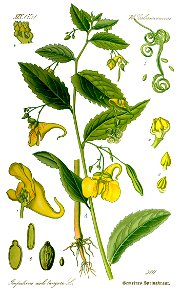 Illustration Impatiens noli-tangere0 clean