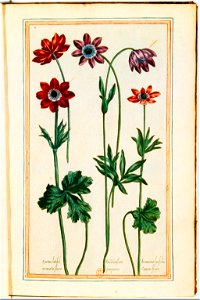 Illustrations de Le Jardin du très chrestien Henry IV.f05