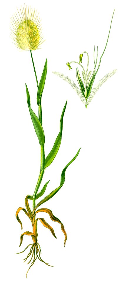 Illustration Lagurus ovatus 1