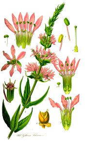 Illustration Lythrum salicaria1