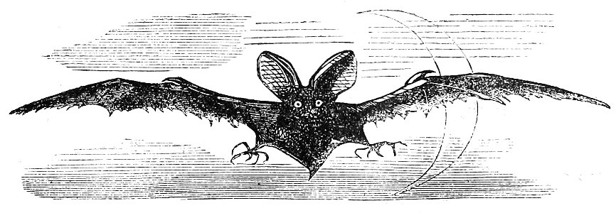Ill dict infernal p0179-163 chauve souris