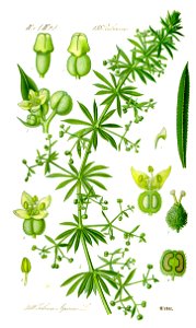 Illustration Galium aparine0