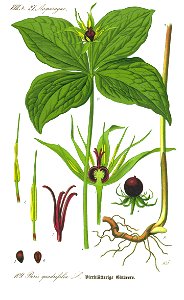 Illustration Paris quadrifolia0 clean