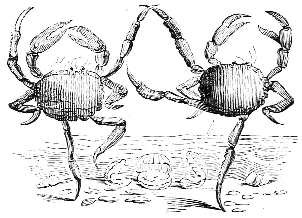 Ill dict infernal p0204-188 crabes