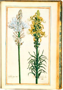 Illustrations de Le Jardin du très chrestien Henry IV.f49