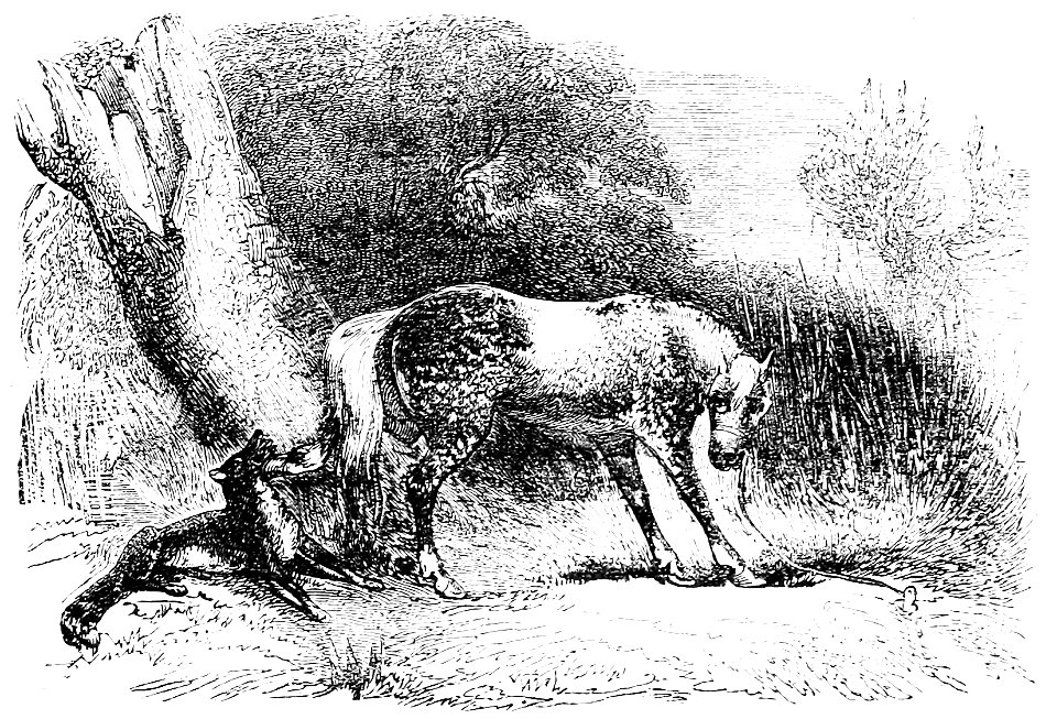 Ill dict infernal p0351-335 hieroglyphes cavale loup avortement