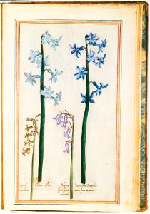 Illustrations de Le Jardin du très chrestien Henry IV.f57