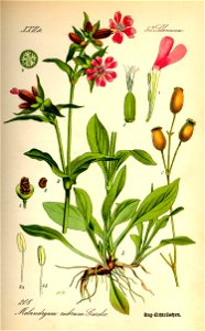 Illustration Melandryum rubrum0