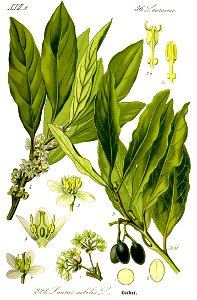 Illustration Laurus nobilis1