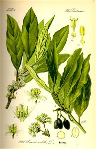Illustration Laurus nobilis0