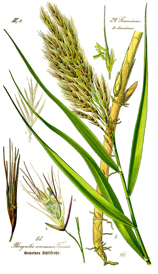 Illustration Phragmites australis0 - clean