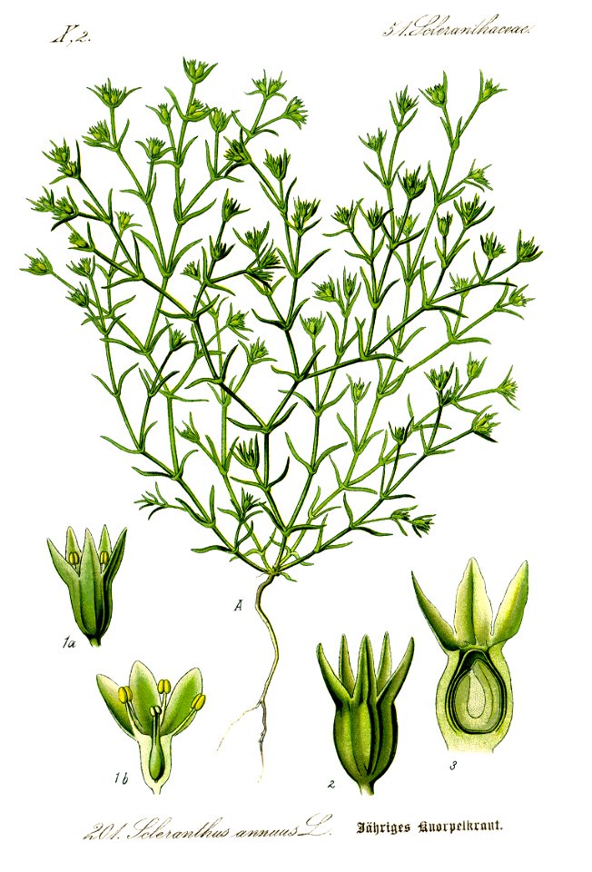 Illustration Scleranthus annuus0 - clean