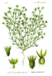 Illustration Scleranthus annuus0 - clean