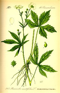 Illustration Ranunculus aconitifolius0