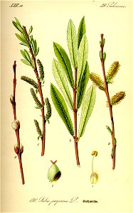 Illustration Salix purpurea0