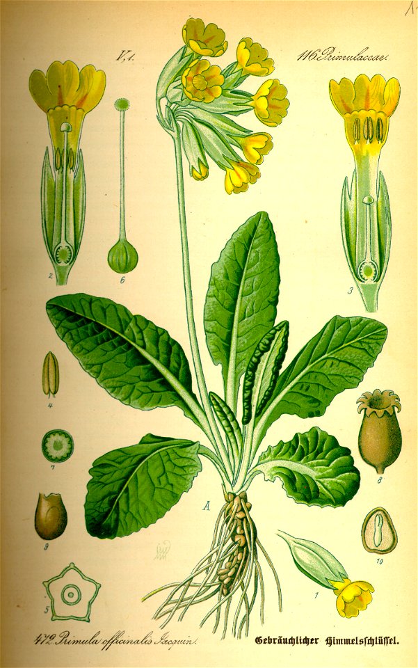 Illustration Primula veris0