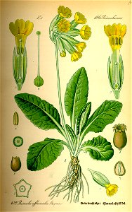 Illustration Primula veris0