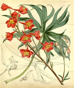 Illustration of Delphinium cardinale