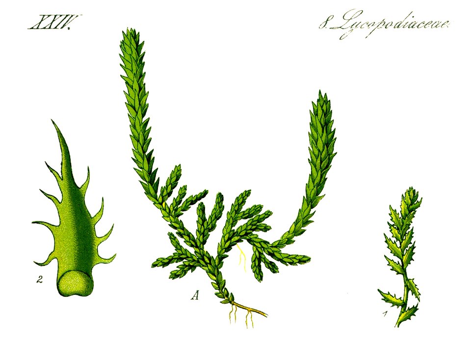 Illustration Selaginella selaginoides1 - clean