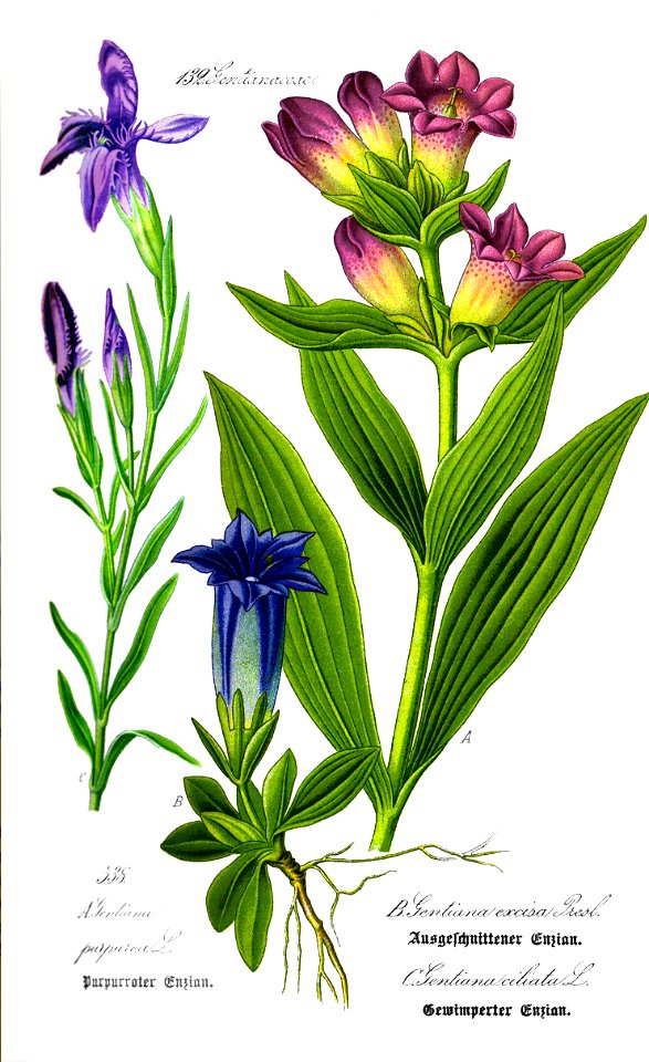Illustration Gentiana purpurea0