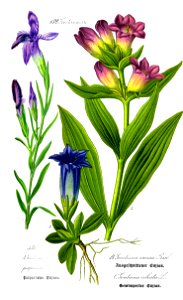 Illustration Gentiana purpurea0