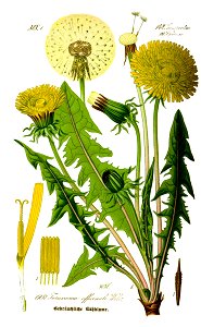 Illustration Taraxacum officinale0 clean