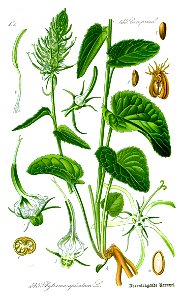 Illustration Phyteuma spicatum0 cleaned