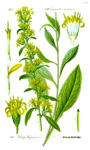 Illustration Solidago virgaurea0 clean