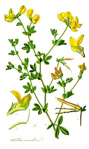 Illustration Lotus corniculatus1