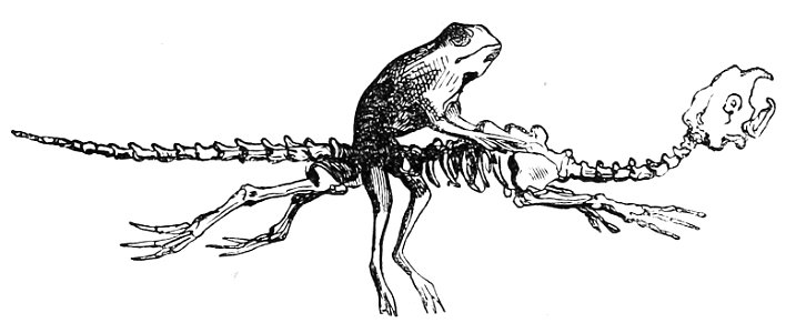 Ill dict infernal p0205-189 crapaud sabbat