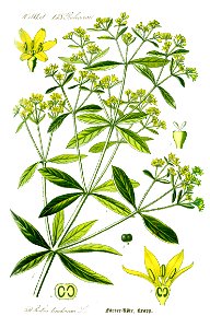 Illustration Rubia tinctorum1