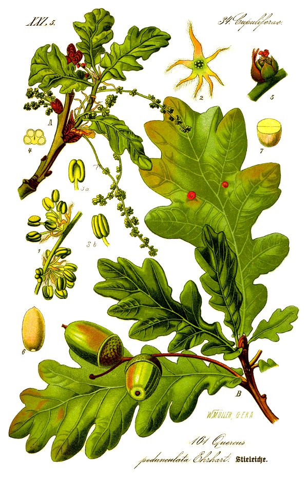 Illustration Quercus robur0 clean