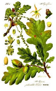 Illustration Quercus robur0 clean