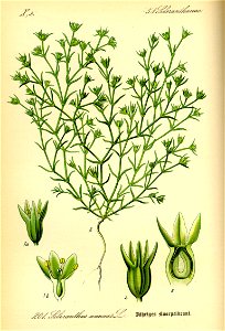 Illustration Scleranthus annuus0