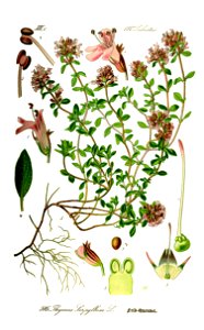 Illustration Thymus serpyllum0 clean