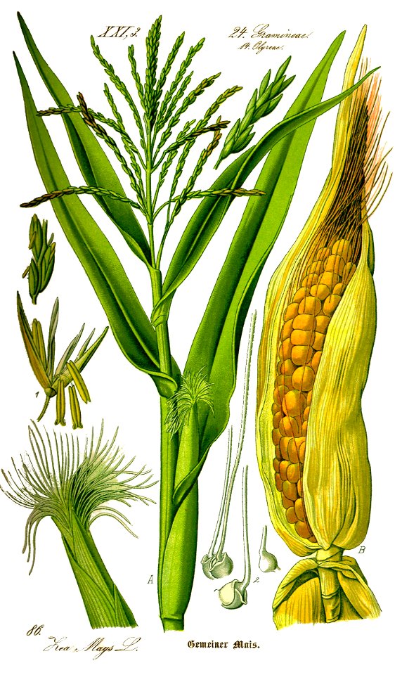 Illustration Zea mays0 clean